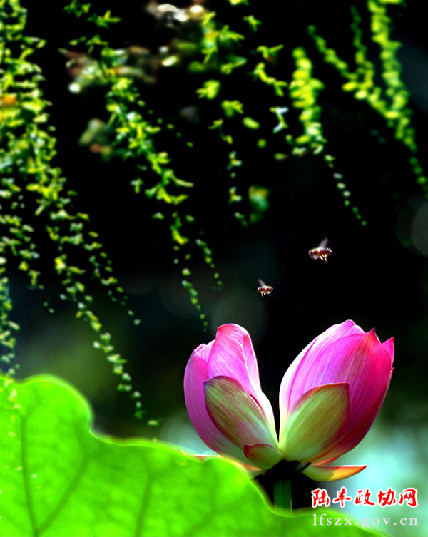 《并蒂蓮》 曾裕林 攝